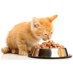 Cat Food, Supplies