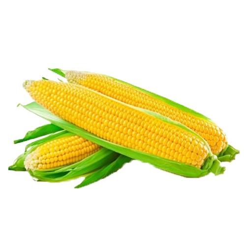Fresh Corn Cobs Kuwaiti 1Kg Approximately