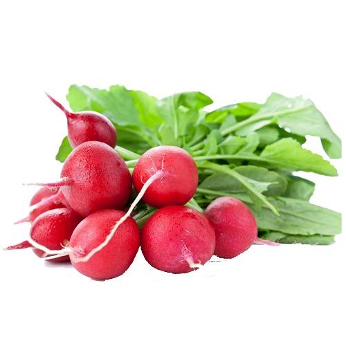 فجل احمر طازج ربطه وسط