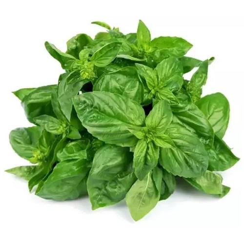 Fresh basil link in the middle