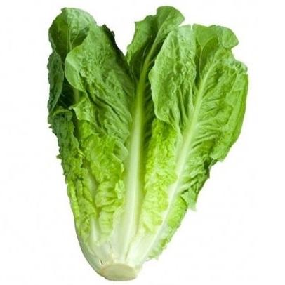 Long Jordanian romaine lettuce medium size 1Pcs